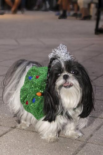 C.I.S. Canine Pet Parade 2024 39