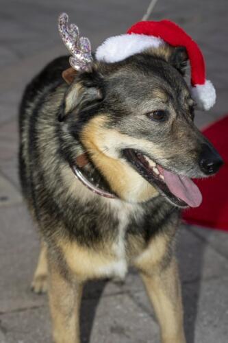 C.I.S. Canine Pet Parade 2024 40