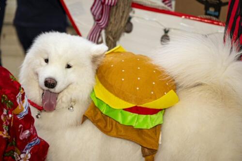 C.I.S. Canine Pet Parade 2024 42
