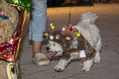 C.I.S. Canine Pet Parade 2024 61