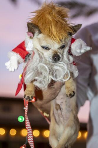 C.I.S. Canine Pet Parade 2024 75