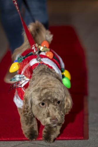 C.I.S. Canine Pet Parade 2024 77
