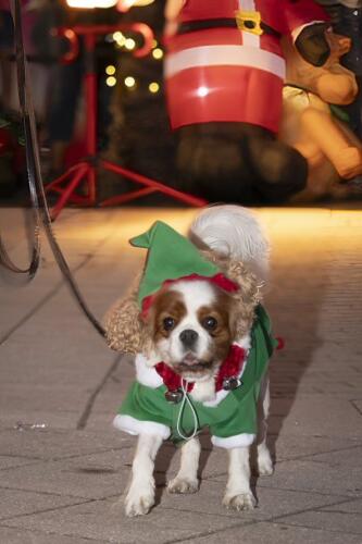 C.I.S. Canine Pet Parade 2024 83