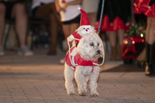C.I.S. Canine Pet Parade 2024 86