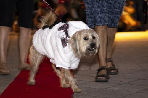 C.I.S. Canine Pet Parade 2024 93