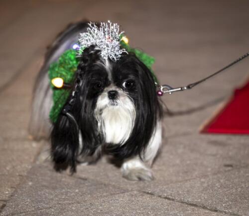 C.I.S. Canine Pet Parade 2024 98