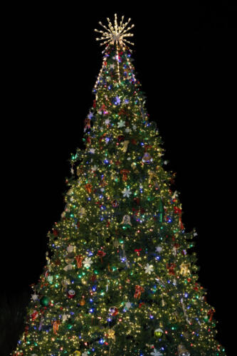 MI Tree Lighting 2021 01