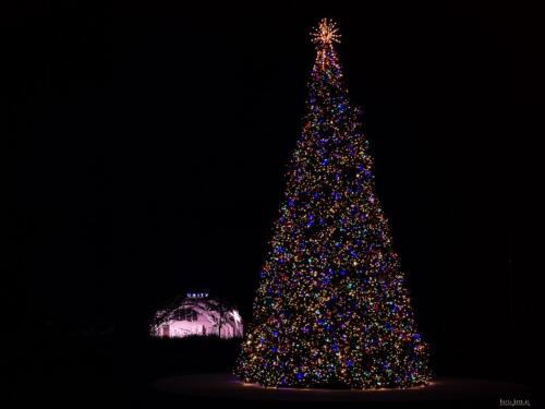 2022 Christmas Tree 2